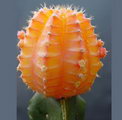 chin cactus